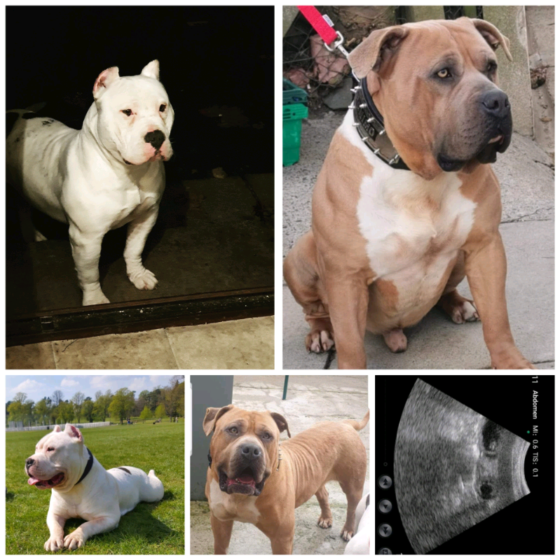 gumtree american bully